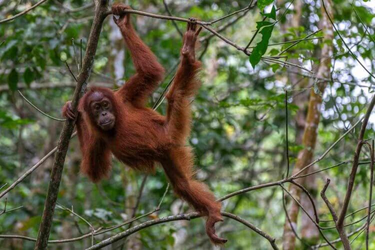 Orangutan Sumatra džungle