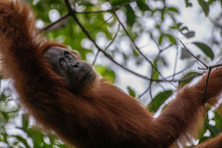 Orangutan sumaterský džungle Sumatra